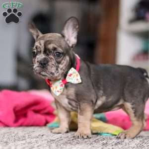 Chelsie, French Bulldog Puppy